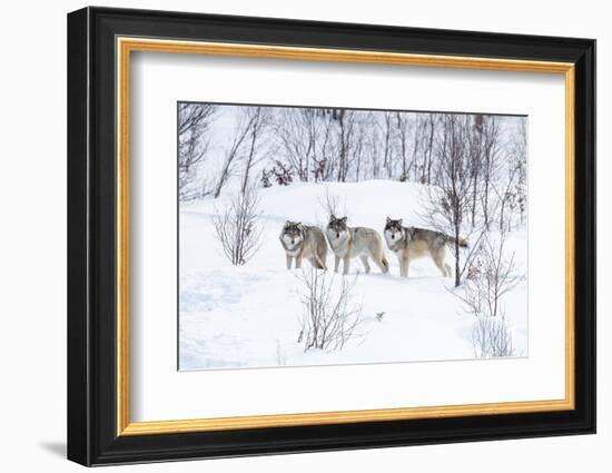 Three Wolves in the Snow-kjekol-Framed Photographic Print