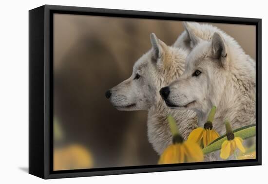 Three Wolves-Gordon Semmens-Framed Premier Image Canvas