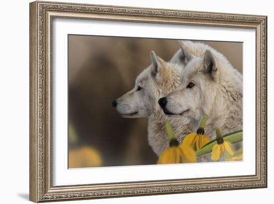 Three Wolves-Gordon Semmens-Framed Photographic Print