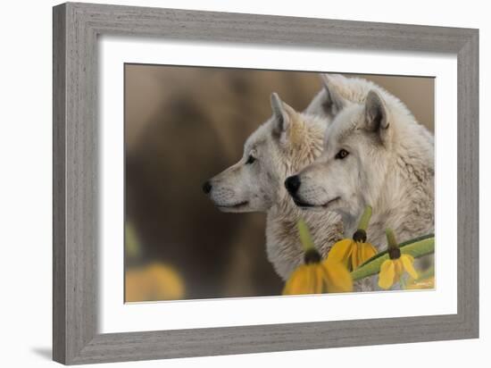 Three Wolves-Gordon Semmens-Framed Photographic Print