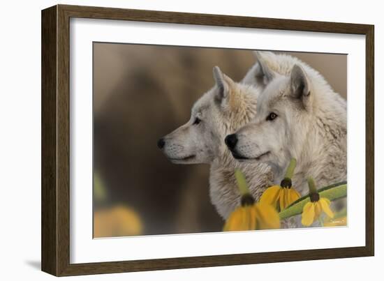 Three Wolves-Gordon Semmens-Framed Photographic Print