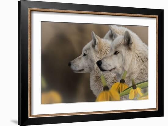 Three Wolves-Gordon Semmens-Framed Photographic Print