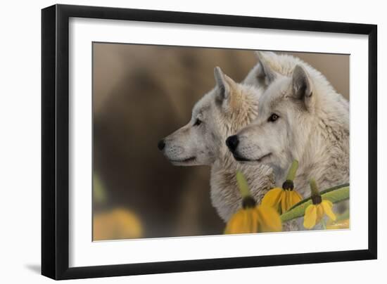 Three Wolves-Gordon Semmens-Framed Photographic Print