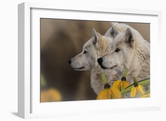 Three Wolves-Gordon Semmens-Framed Photographic Print