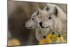 Three Wolves-Gordon Semmens-Mounted Photographic Print