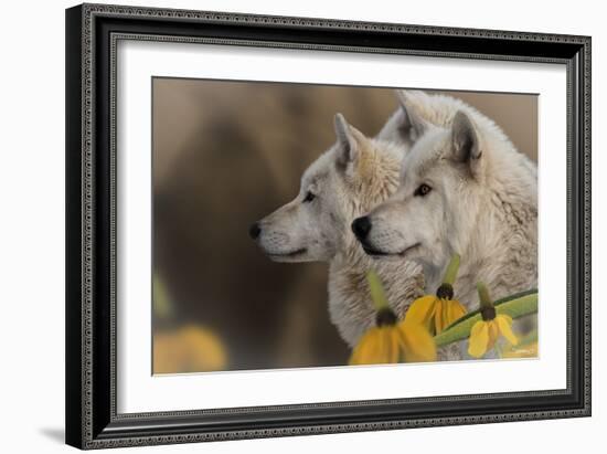 Three Wolves-Gordon Semmens-Framed Photographic Print