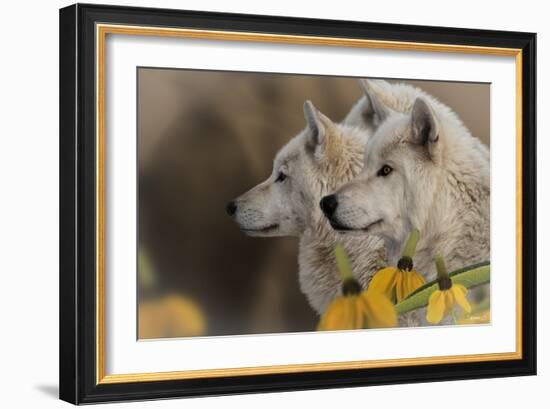 Three Wolves-Gordon Semmens-Framed Photographic Print