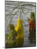 Three Women Pilgrims in Saris Making Puja Celebration in the Pichola Lake at Sunset, Udaipur, India-Eitan Simanor-Mounted Photographic Print