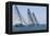 Three Yachts Compete in Team Sailing Event, California-null-Framed Stretched Canvas