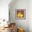 Three Yellow Apples-Blenda Tyvoll-Framed Art Print displayed on a wall