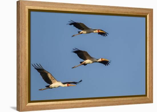 Three Yellow-Billed Stork Fly in Formation, Lake Manyara NP, Tanzania-James Heupel-Framed Premier Image Canvas