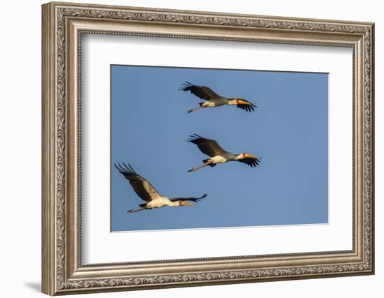 Three Yellow-Billed Stork Fly in Formation, Lake Manyara NP, Tanzania-James Heupel-Framed Photographic Print