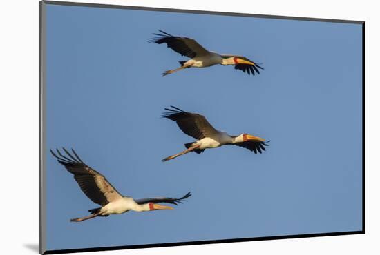 Three Yellow-Billed Stork Fly in Formation, Lake Manyara NP, Tanzania-James Heupel-Mounted Photographic Print