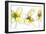 Three Yellow Flowers-Jan Weiss-Framed Art Print