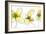 Three Yellow Flowers-Jan Weiss-Framed Art Print