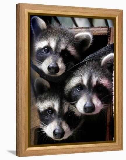 Three Young Raccoons Peer out of Their Nest at the Florida Wild Mammal Association-null-Framed Premier Image Canvas