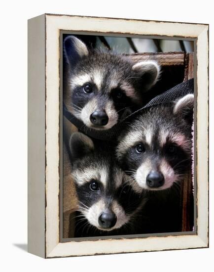 Three Young Raccoons Peer out of Their Nest at the Florida Wild Mammal Association-null-Framed Premier Image Canvas