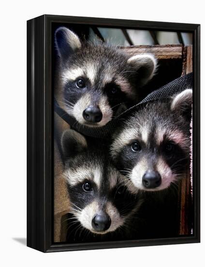 Three Young Raccoons Peer out of Their Nest at the Florida Wild Mammal Association-null-Framed Premier Image Canvas