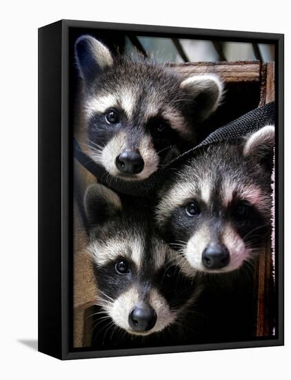 Three Young Raccoons Peer out of Their Nest at the Florida Wild Mammal Association-null-Framed Premier Image Canvas