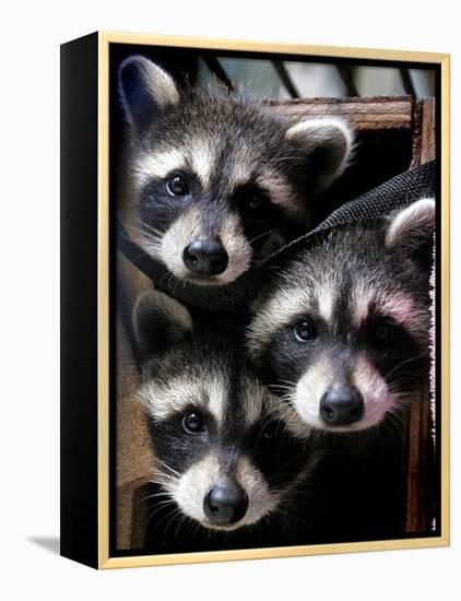 Three Young Raccoons Peer out of Their Nest at the Florida Wild Mammal Association-null-Framed Premier Image Canvas