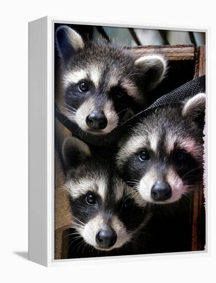 Three Young Raccoons Peer out of Their Nest at the Florida Wild Mammal Association-null-Framed Premier Image Canvas