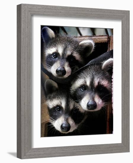 Three Young Raccoons Peer out of Their Nest at the Florida Wild Mammal Association-null-Framed Photographic Print