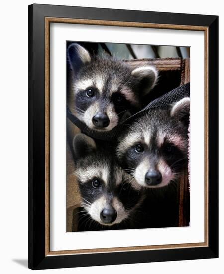 Three Young Raccoons Peer out of Their Nest at the Florida Wild Mammal Association-null-Framed Photographic Print