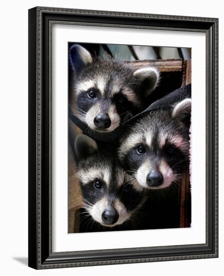 Three Young Raccoons Peer out of Their Nest at the Florida Wild Mammal Association-null-Framed Photographic Print