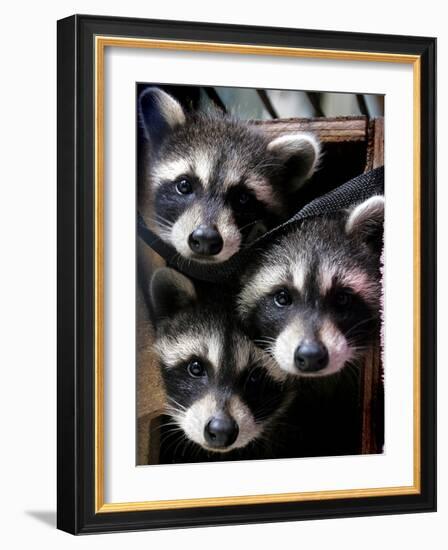 Three Young Raccoons Peer out of Their Nest at the Florida Wild Mammal Association-null-Framed Photographic Print