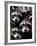 Three Young Raccoons Peer out of Their Nest at the Florida Wild Mammal Association-null-Framed Photographic Print