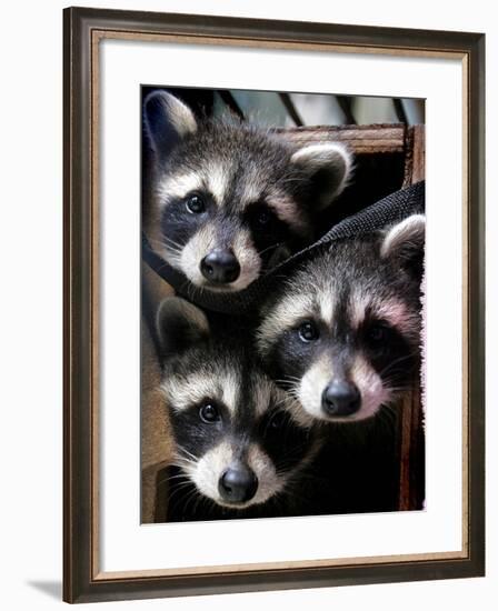 Three Young Raccoons Peer out of Their Nest at the Florida Wild Mammal Association-null-Framed Photographic Print