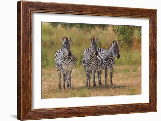 Three Zebras South Luangwa-David Stribbling-Framed Art Print