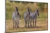 Three Zebras South Luangwa-David Stribbling-Mounted Art Print