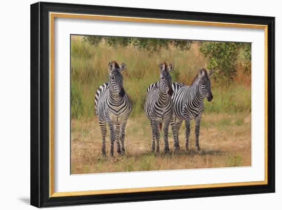 Three Zebras South Luangwa-David Stribbling-Framed Art Print