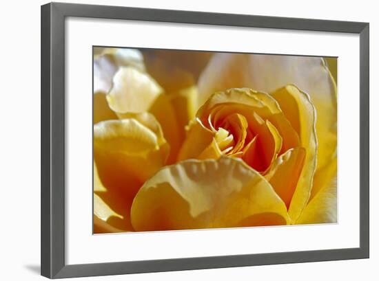 Three-SD Smart-Framed Photographic Print