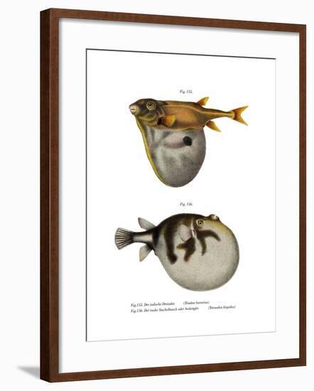 Threetooth Puffer-null-Framed Giclee Print
