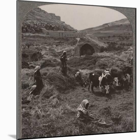 'Threshing grain near Jacob's Well', c1900-Unknown-Mounted Photographic Print