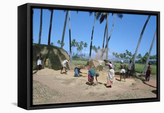 Threshing Rice, Near Madurai, Tamil Nadu, India-Vivienne Sharp-Framed Premier Image Canvas