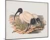 Threskiornis Strictipennis-John Gould-Mounted Giclee Print