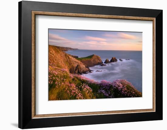 Thrift flowering on cliff top at sunset, UK-Ross Hoddinott-Framed Photographic Print