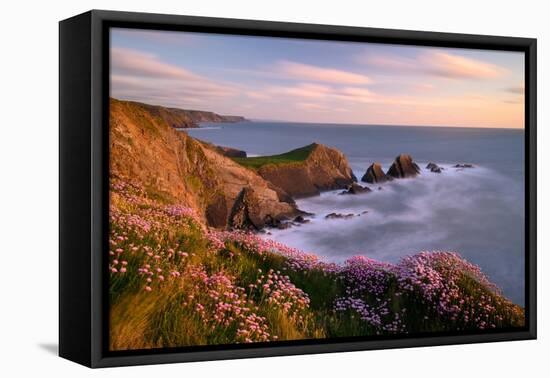 Thrift flowering on cliff top at sunset, UK-Ross Hoddinott-Framed Premier Image Canvas