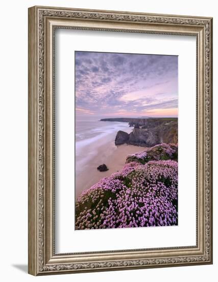 Thrift flowering on cliff top with beach below, at sunset, UK-Ross Hoddinott-Framed Photographic Print