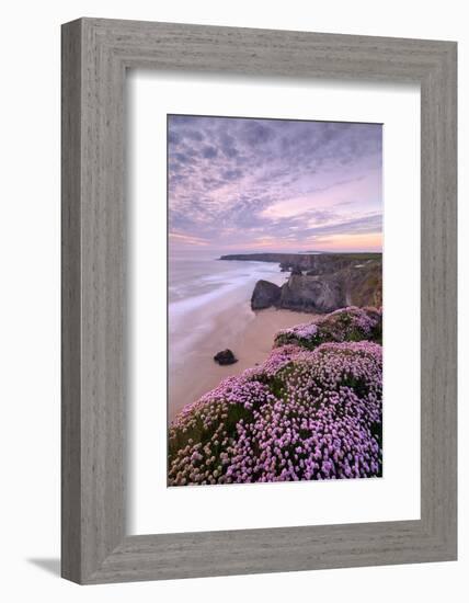 Thrift flowering on cliff top with beach below, at sunset, UK-Ross Hoddinott-Framed Photographic Print