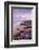 Thrift flowering on cliff top with beach below, at sunset, UK-Ross Hoddinott-Framed Photographic Print