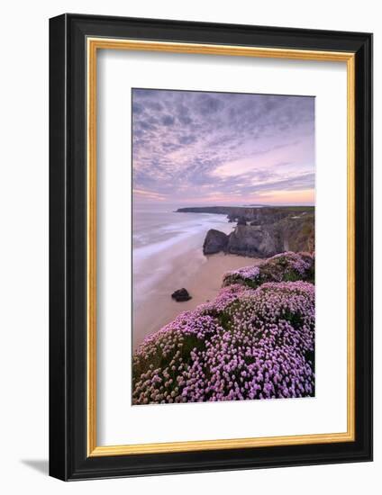 Thrift flowering on cliff top with beach below, at sunset, UK-Ross Hoddinott-Framed Photographic Print