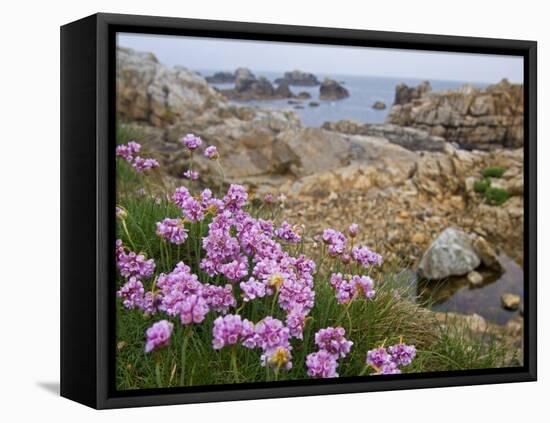 Thrift Sea Pink in Flower Among Rocks at Plougrescant, Brittany, France-Philippe Clement-Framed Premier Image Canvas