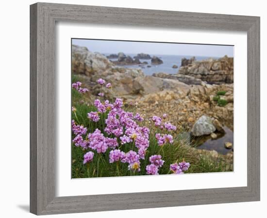 Thrift Sea Pink in Flower Among Rocks at Plougrescant, Brittany, France-Philippe Clement-Framed Photographic Print