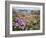 Thrift Sea Pink in Flower Among Rocks at Plougrescant, Brittany, France-Philippe Clement-Framed Photographic Print