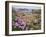 Thrift Sea Pink in Flower Among Rocks at Plougrescant, Brittany, France-Philippe Clement-Framed Photographic Print