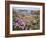 Thrift Sea Pink in Flower Among Rocks at Plougrescant, Brittany, France-Philippe Clement-Framed Photographic Print